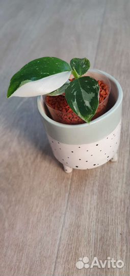 Комнатные растения цветы