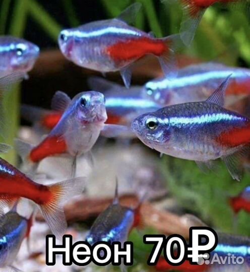 Аквариумные рыбки
