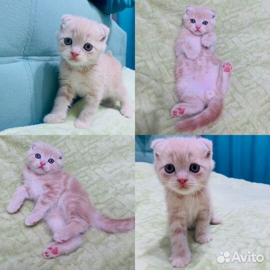 Шотландские котята