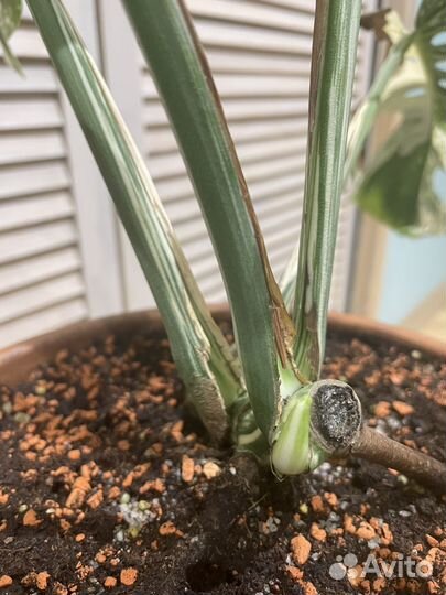 Монстера альба