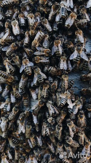 Пчелосемьи