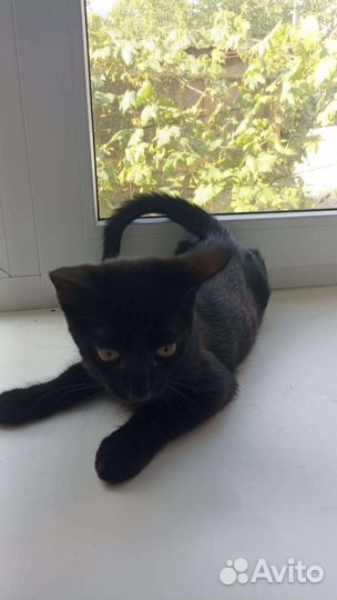 Котята добрые руки