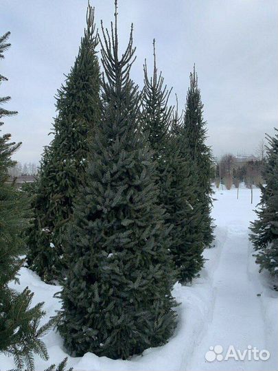 Ель сербская/180-200 см