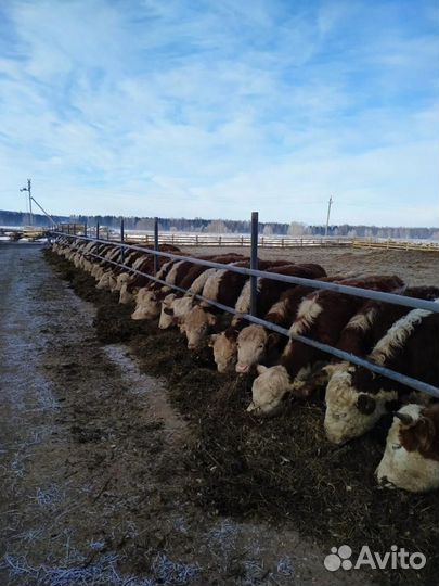 Племенные телки