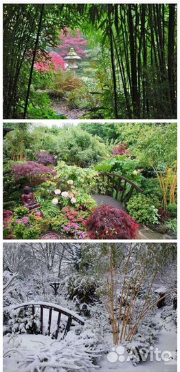 Вечнозелёный,быстрорастущий,неприхотливый,бамбук