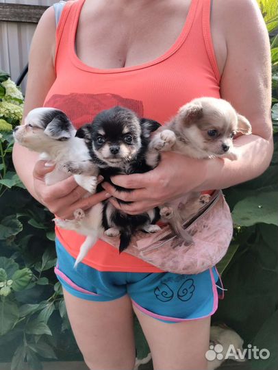 Чихуахуа. Мини. Доставка
