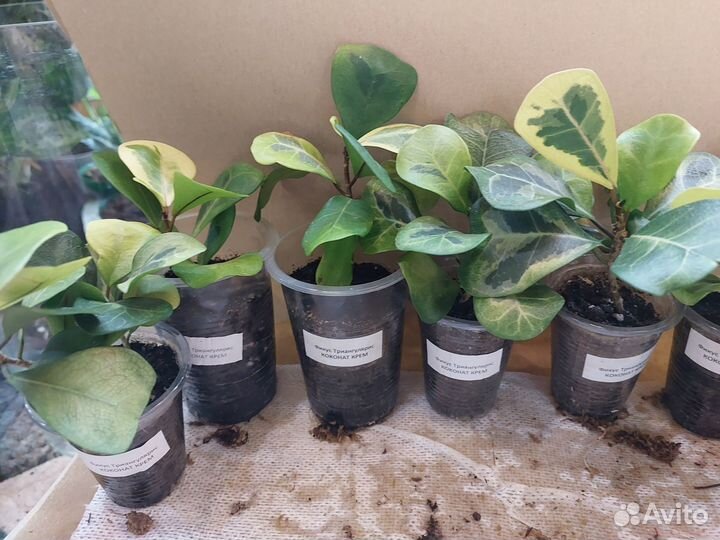 Сортовые фикусы