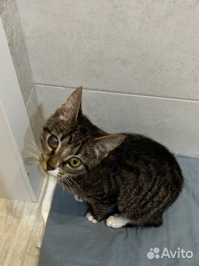 Котёнок ищет дом