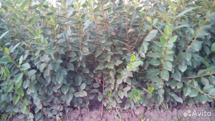 Продам кизильник