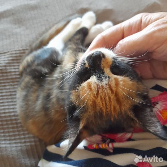 Котенок