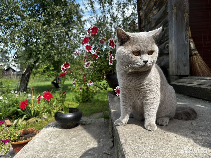 Шотланский вислоухий котенок шиншилла