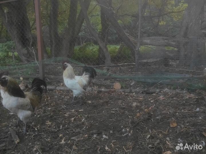 Петух лакеданзи серебро черномясый зелёное яйцо