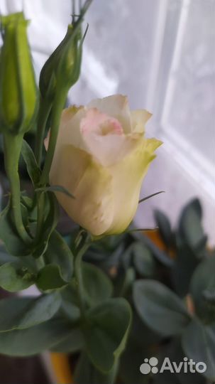 Эустома в горшке