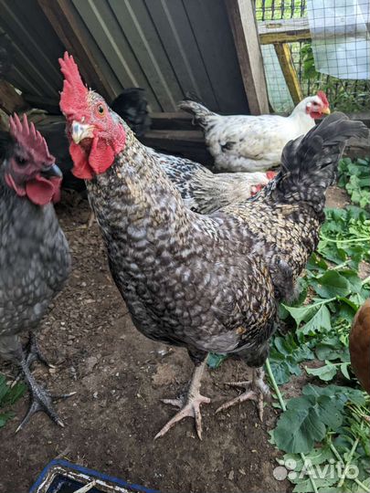 Молодые петухи