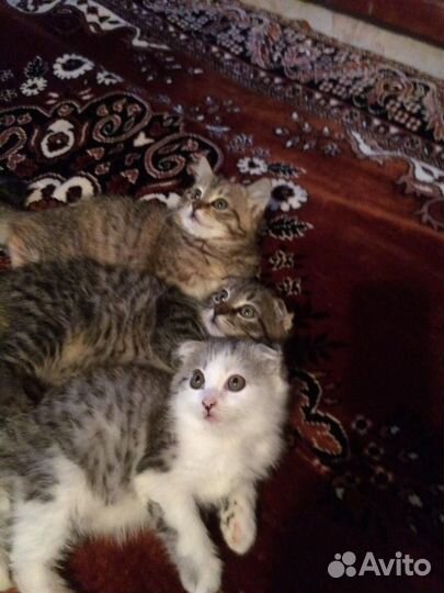 Вислоухие котята
