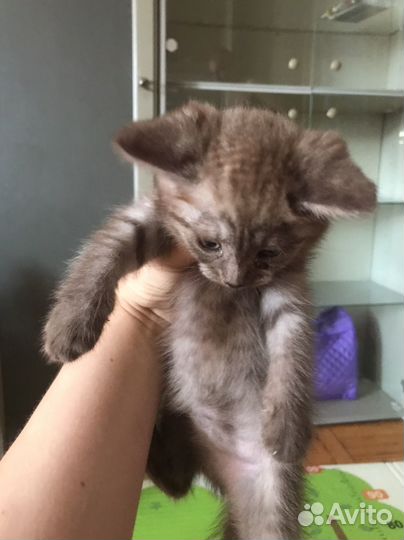 Кошка