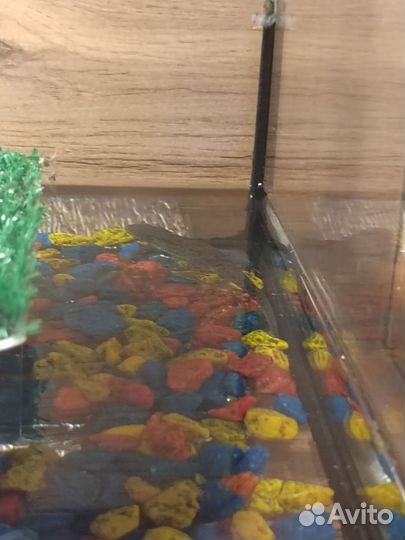 Тритоны игольчатые