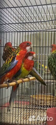 Попугай розелла