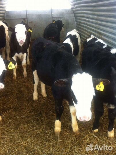Телята бычки
