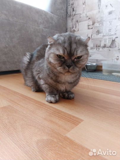 Шотландская вислоухая кошка