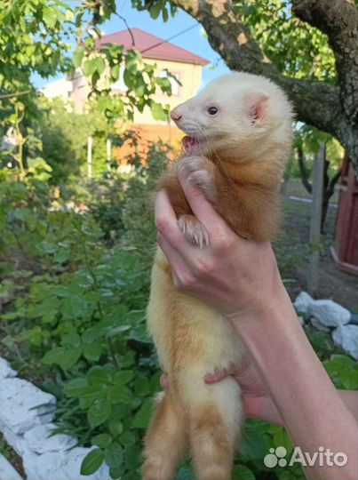 Хорёк для вязки