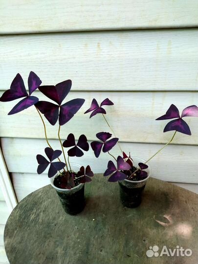 Гипоэстэс, кислица