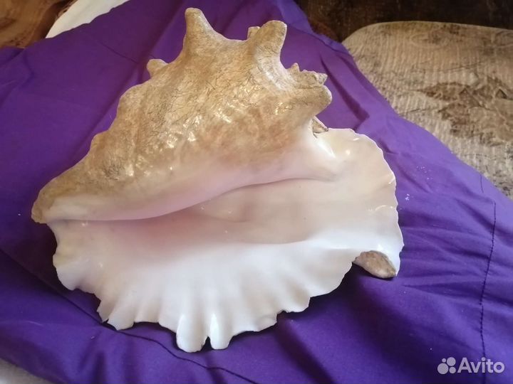 Раковины морские