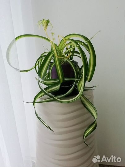 Хлорофитум 