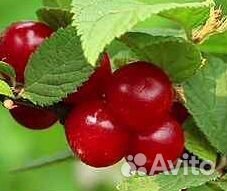 Войлочная вишня