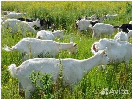 Продам стадо коз козлов и козлят