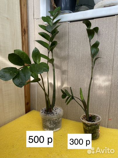 Замиокулькас щучий хвост хлорофитум