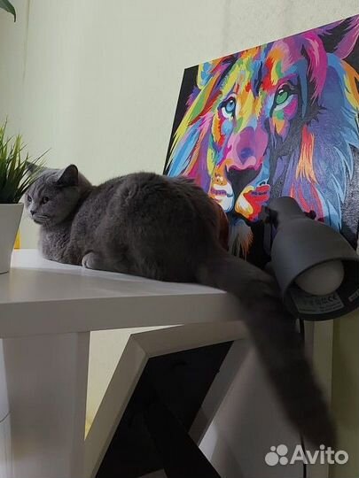 Кошки в добрые руки