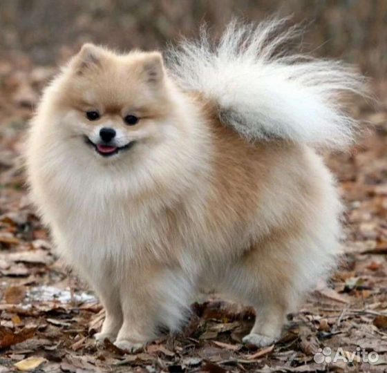 Померанский шпиц
