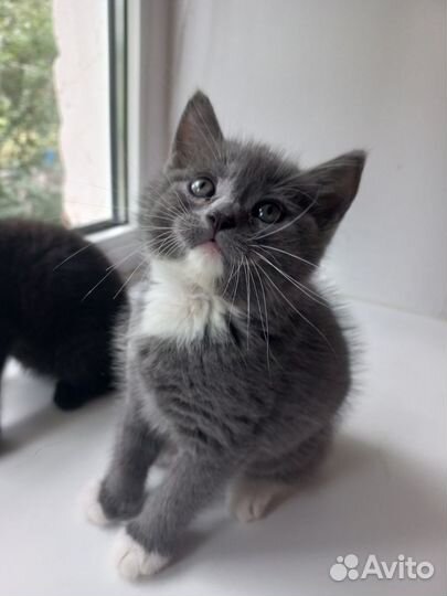 Котята бесплатно