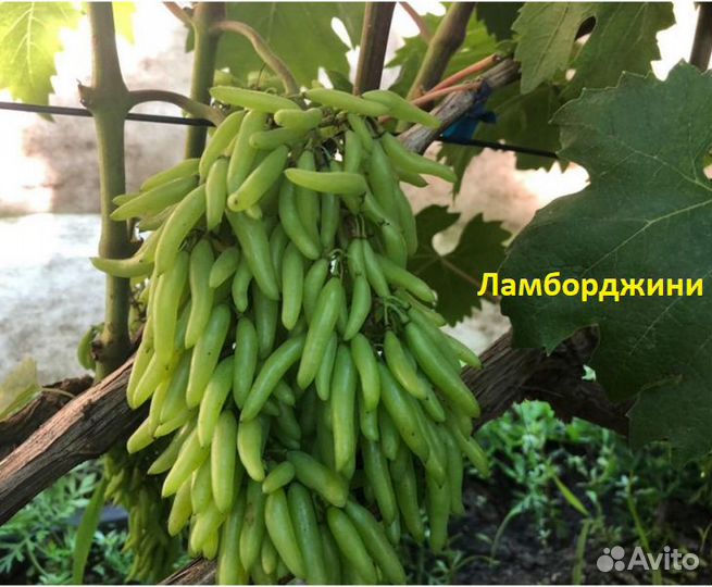 Саженцы винограда