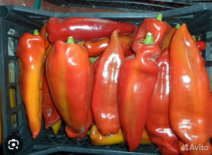 Перец болгарский Сабля и Романцова рассада