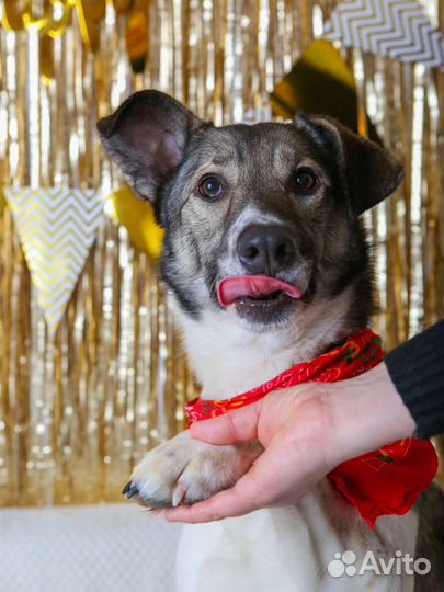 Собака в добрые руки отдам бесплатно