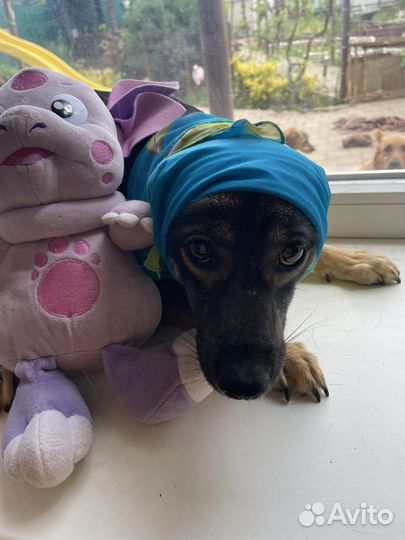 Галя молодая стерилизованная мелкая