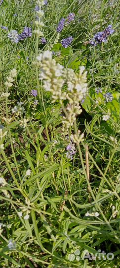 Цветы рассада