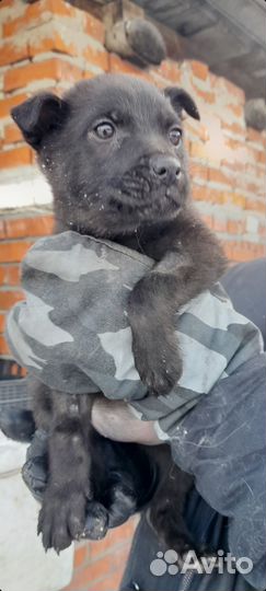 Щенята в добрые руки