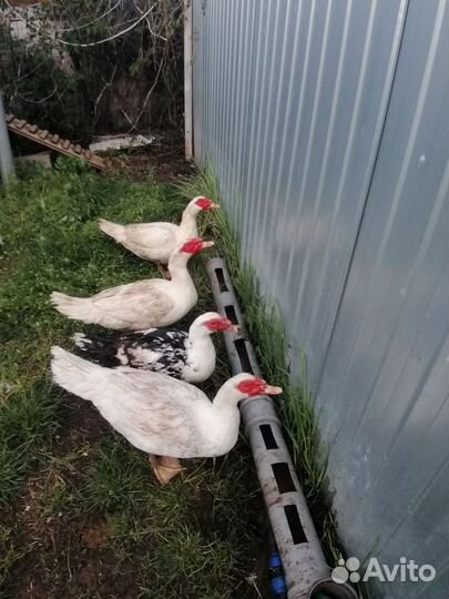 Селезень индоутки