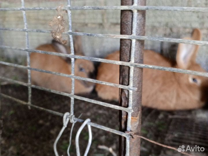 Кролики мясных пород