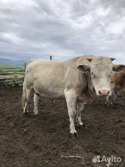 Бык 2 года на племя и на мясо меняю или на барашки