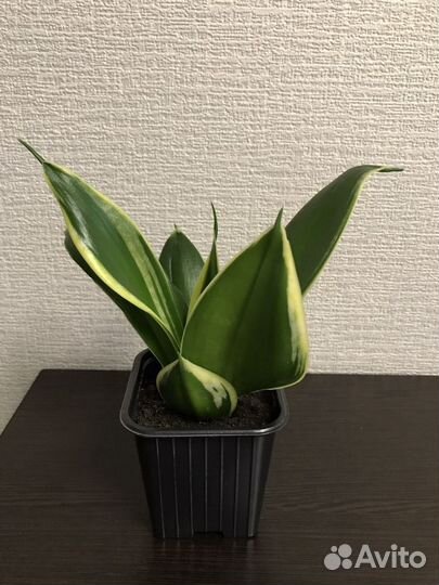 Сансевиерия низкий сорт