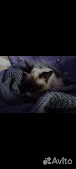 Сиамская кошка бесплатно