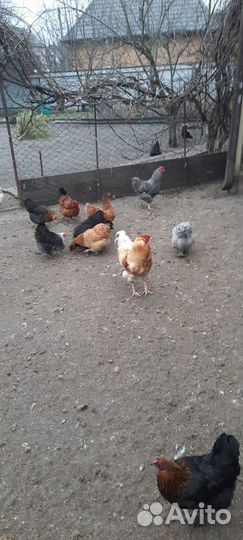 Куры деревенские