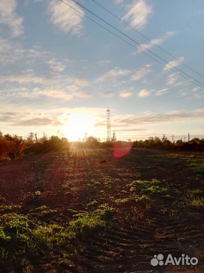 Вязка ягдтерьер