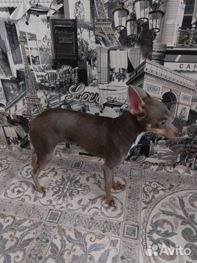 Мини той-терьер мальчик
