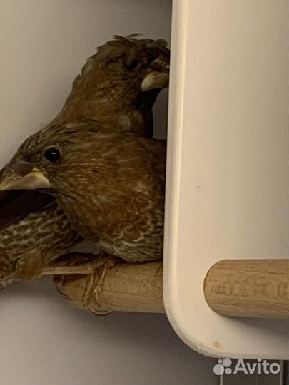 Японские амадины