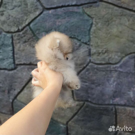 Щенки шпица